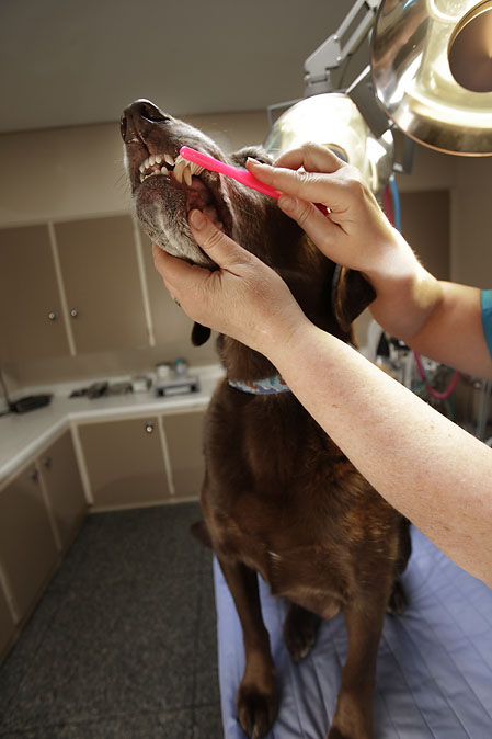 February is Dental Health Month at Your Sudbury Vet Clinic!!