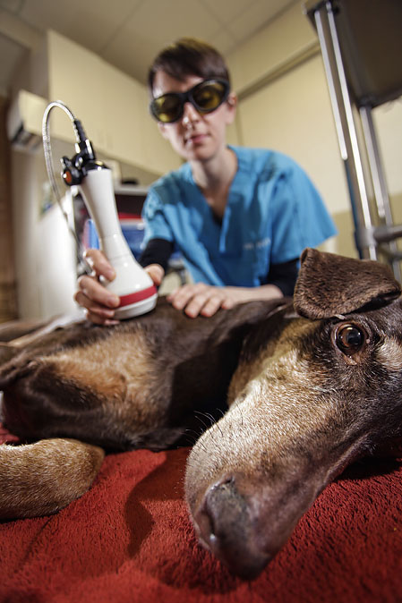 Laser Therapy As Seen By Vets In Sudbury